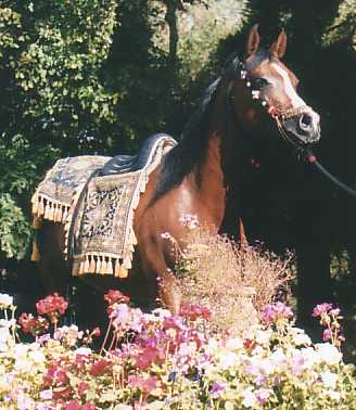 Aazari wearing Sire Produce saddle, 24KB