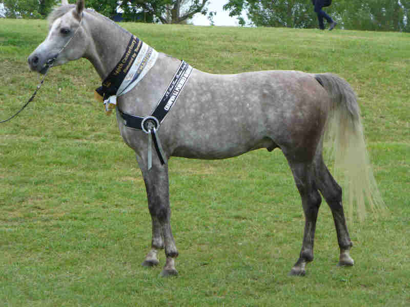 Photo as NZ SI purebred champion stallion, 36KB
